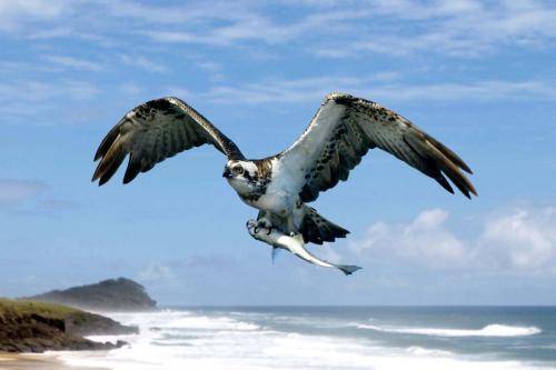 Osprey*