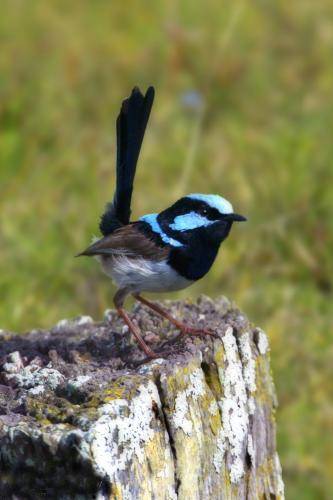 Superb Fairy-Wren