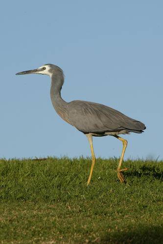 White Faced Heron