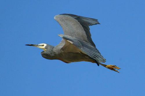 White Faced Heron
