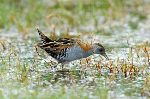 Baillon's Crake