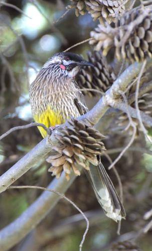 Red Wattlebird