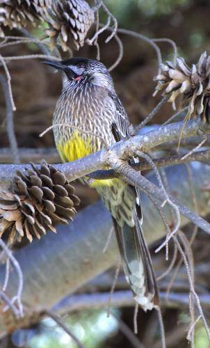 Red Wattlebird
