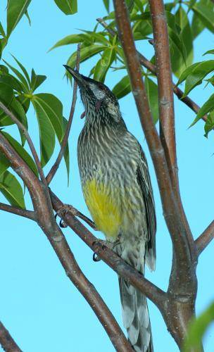 Red Wattlebird