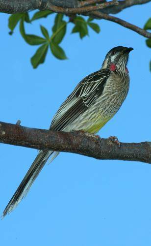 Red Wattlebird