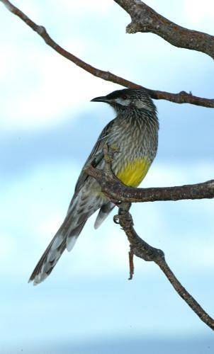 Red Wattlebird