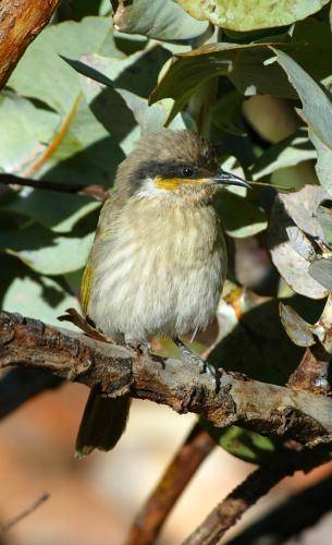 Singing Honeyeater