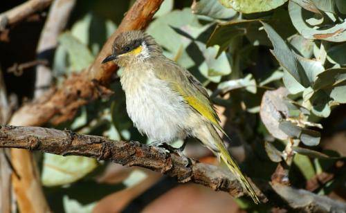 Singing Honeyeater