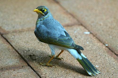 Yellow throated Miner