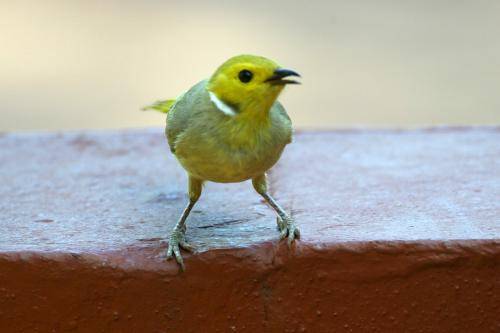 White plumed Honeyeater
