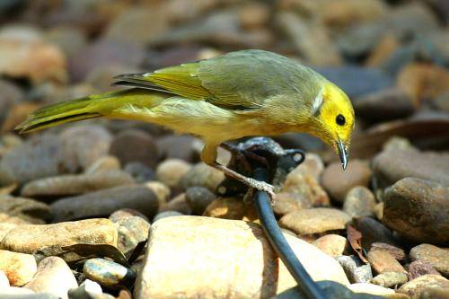 White plumed Honeyeater