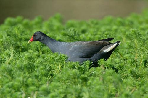 Dusky Moorhen