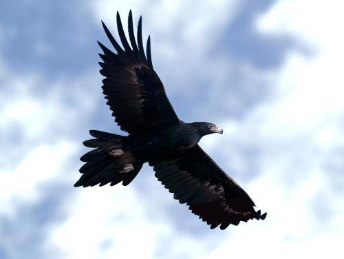 Wedge tailed Eagle