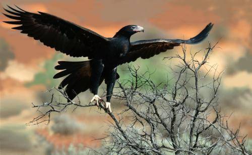 Wedge tailed Eagle