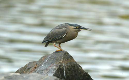 Striated Heron