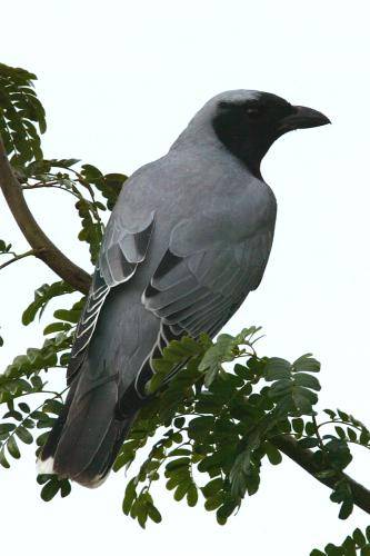 Black faced Cuckoo Shrike