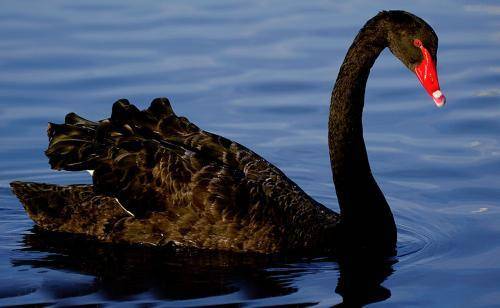 Black Swan