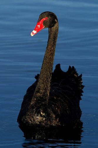 Black Swan