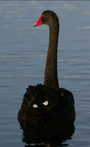 Black Swan