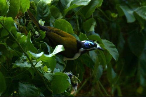 Blue faced Honeyeater