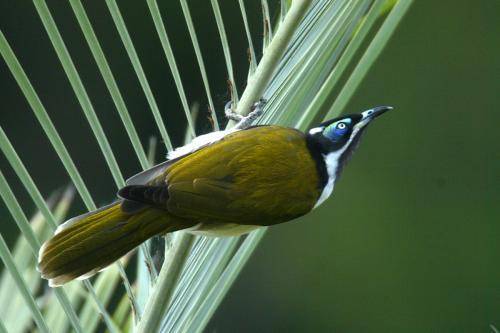Blue faced Honeyeater