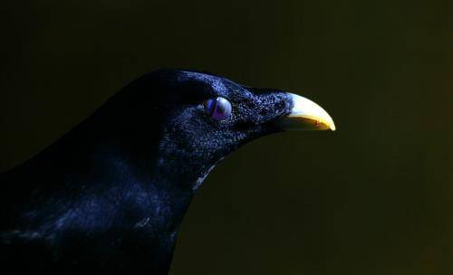 Satin Bowerbird