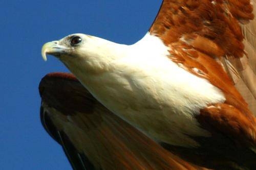 Brahminy Kite