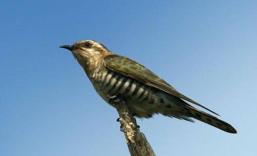 Horsefield's bronze Cuckoo