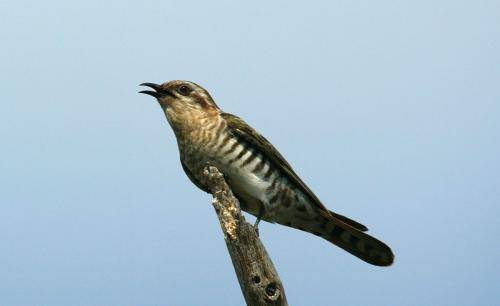 Horsefield's bronze Cuckoo