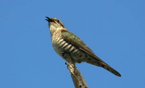 Horsefield's bronze Cuckoo