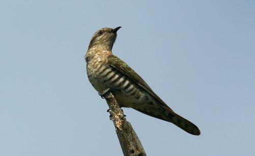 Horsefield's bronze Cuckoo