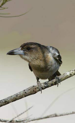 Pied Butcherbird