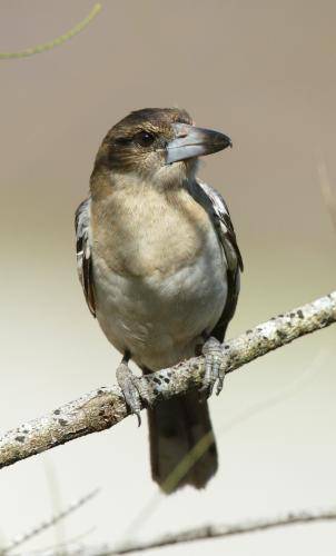 Pied Butcherbird