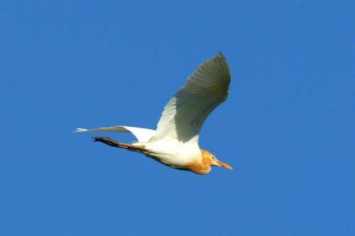 Cattle Egret