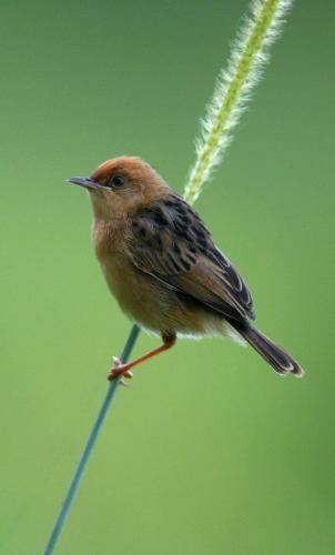 Golden Headed Cisticola