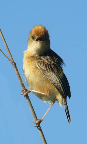 Golden Headed Cisticola