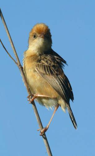 Golden Headed Cisticola