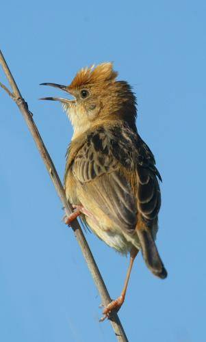 Golden Headed Cisticola