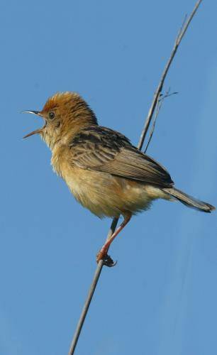 Golden Headed Cisticola
