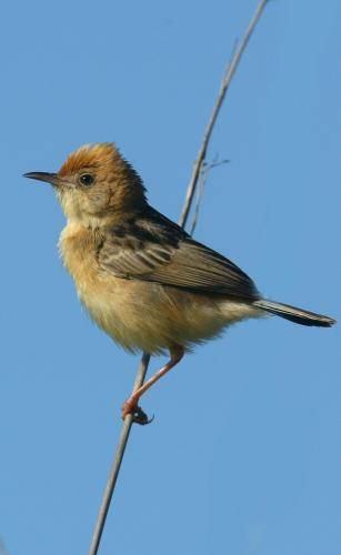 Golden Headed Cisticola