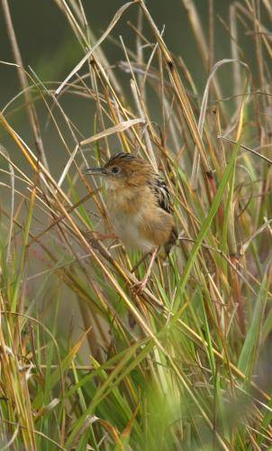 Golden Headed Cisticola