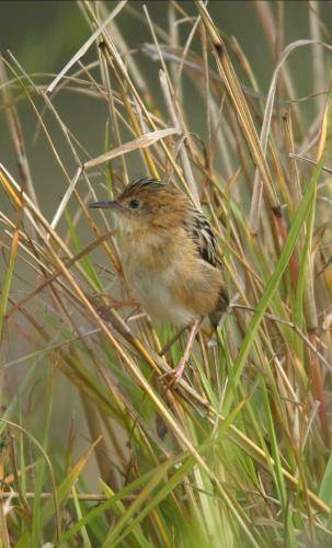 Golden Headed Cisticola