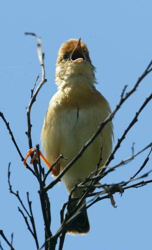 Golden Headed Cisticola