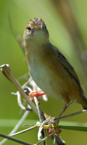 Golden Headed Cisticola