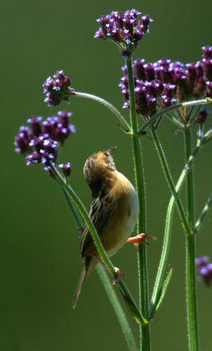 Golden Headed Cisticola