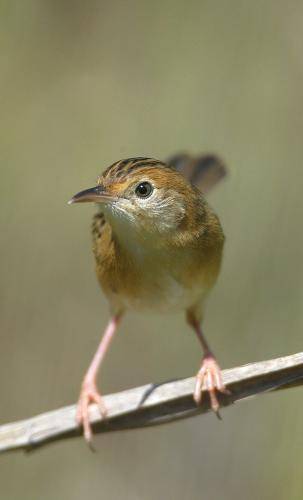 Golden Headed Cisticola