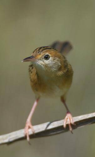 Golden Headed Cisticola