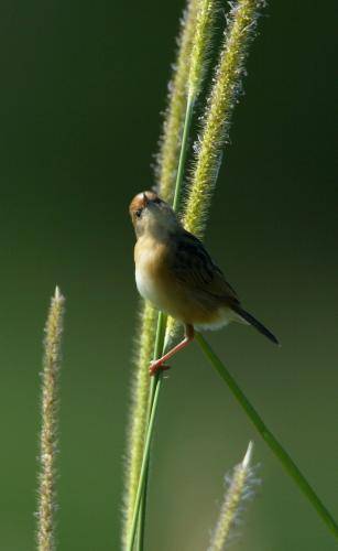 Golden Headed Cisticola