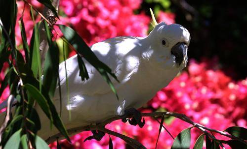 Sulphur crested Cockatoo