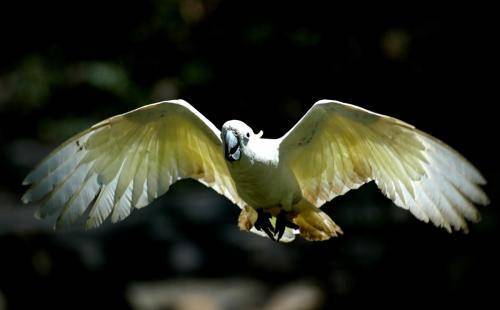 Sulphur crested Cockatoo